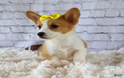 Welsh Corgi Pembroke dogs for sale: Lacey - Image 20