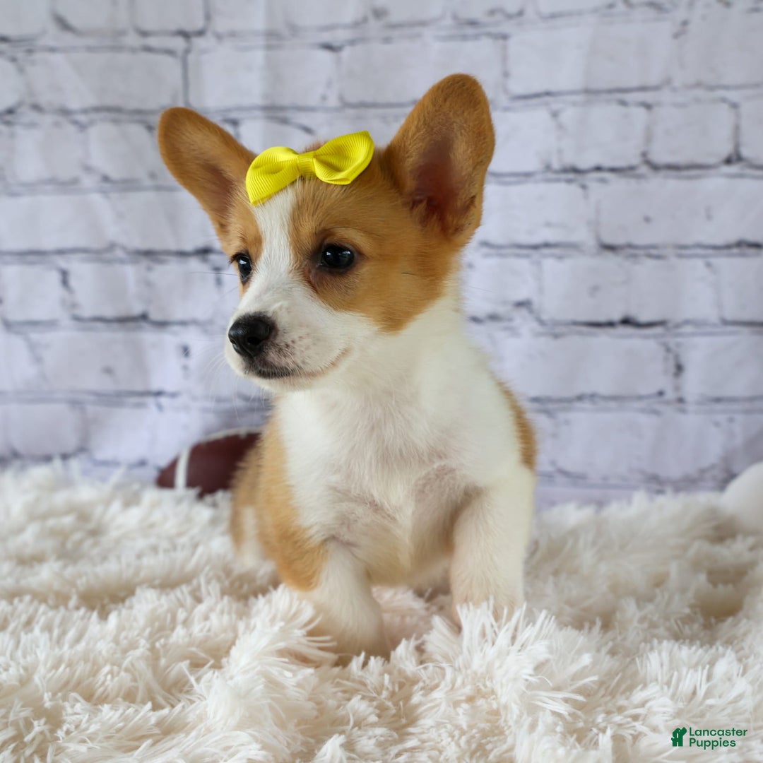 Welsh Corgi Pembroke dogs for sale: Lacey - Image 20
