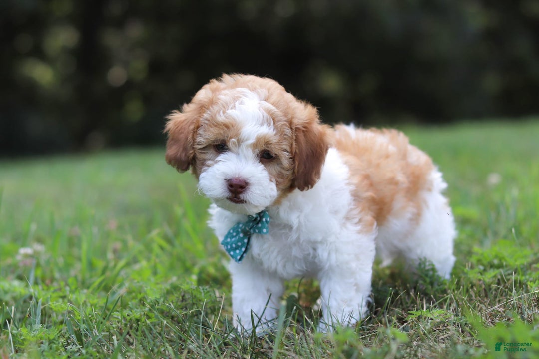 Shihpoo dogs for sale: Hudson - Image 4