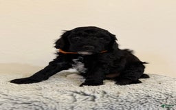 Toy Poodle dogs for sale: Pure Breed Toy Poodle Girl - Image 5