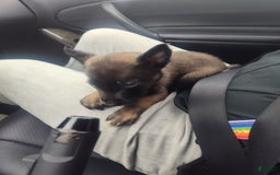 Belgian Malinois dogs for sale: Chucky - Image 1