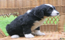 Mini Bernedoodle dogs for sale: Sally - Image 11