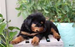 Rottweiler dogs for sale: Storm - Image 1