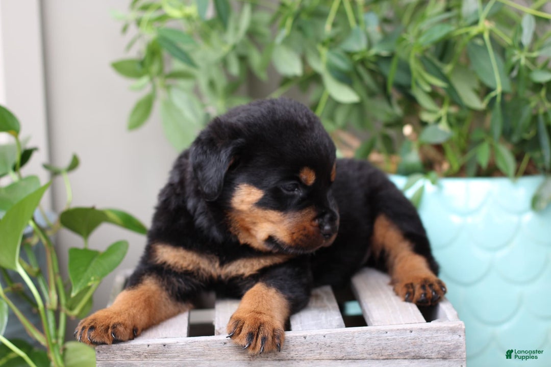 Rottweiler dogs for sale: Storm - Image 1