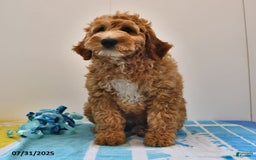 Mini Goldendoodle dogs for sale: Dancer - Image 4