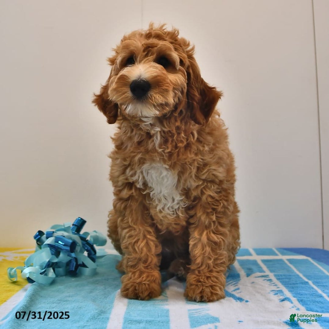 Mini Goldendoodle dogs for sale: Dancer - Image 4