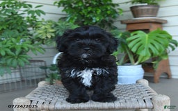 Shihpoo dogs for sale: Caleb - Image 10