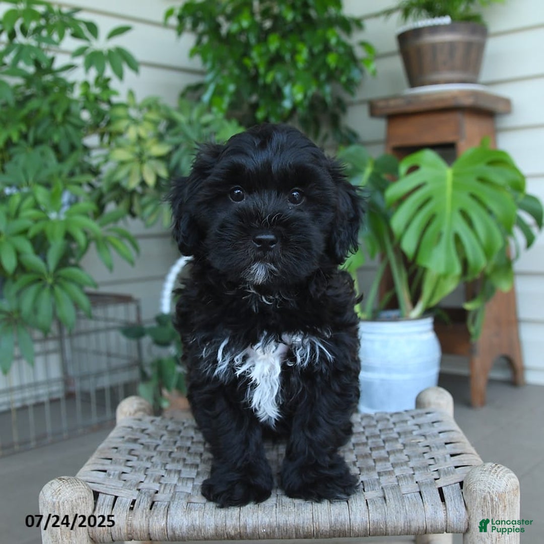 Shihpoo dogs for sale: Caleb - Image 10