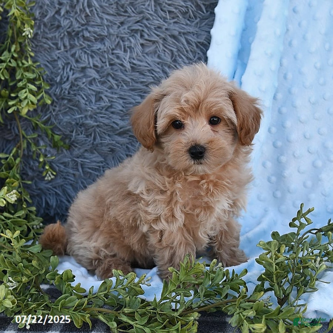 Havapoo dogs for sale: Benson - Image 10
