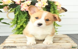 Welsh Corgi Pembroke dogs for sale: Peaches - Image 4