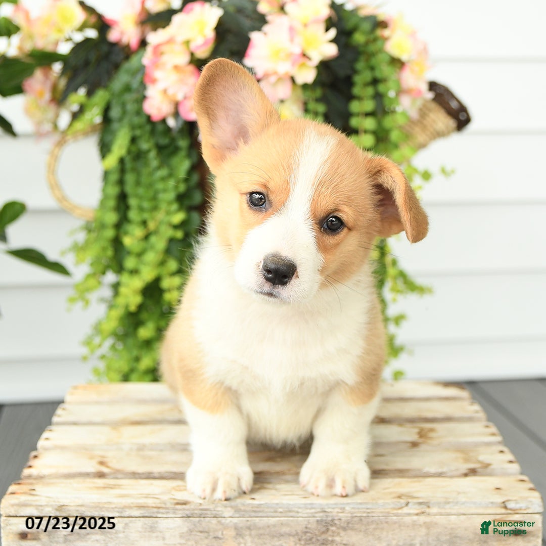 Welsh Corgi Pembroke dogs for sale: Peaches - Image 4