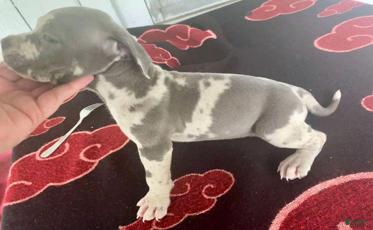 American Bully dogs for sale - Ad 2