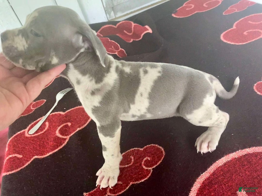 American Bully dogs for sale: Tank - Image 1