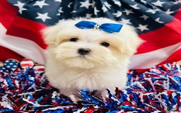 Maltese dogs for sale: Paxton - Image 3
