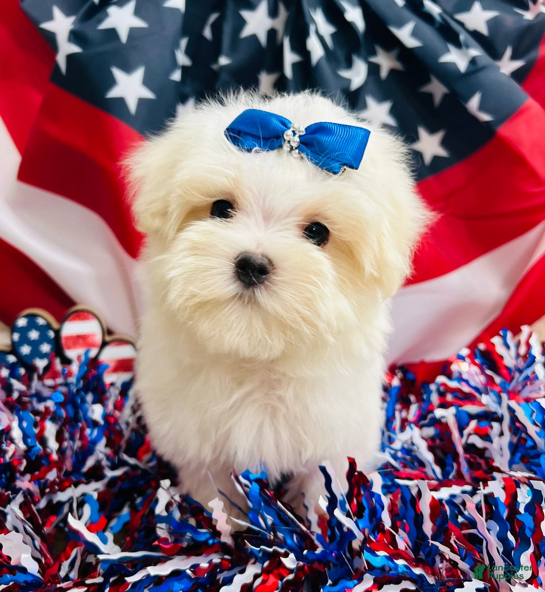 Maltese dogs for sale: Paxton - Image 3