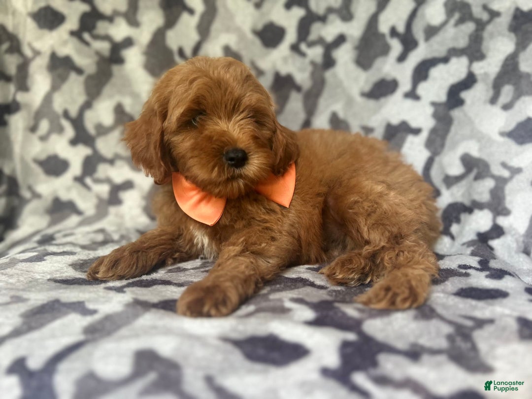 Cockapoo dogs for sale: Niko - Image 3