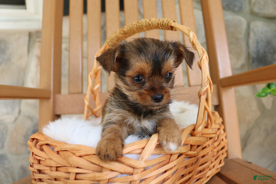 Shorkie dogs for sale: Kipper - Image 1