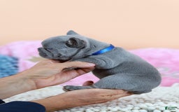 French Bulldog dogs for sale: Dylan - Image 5