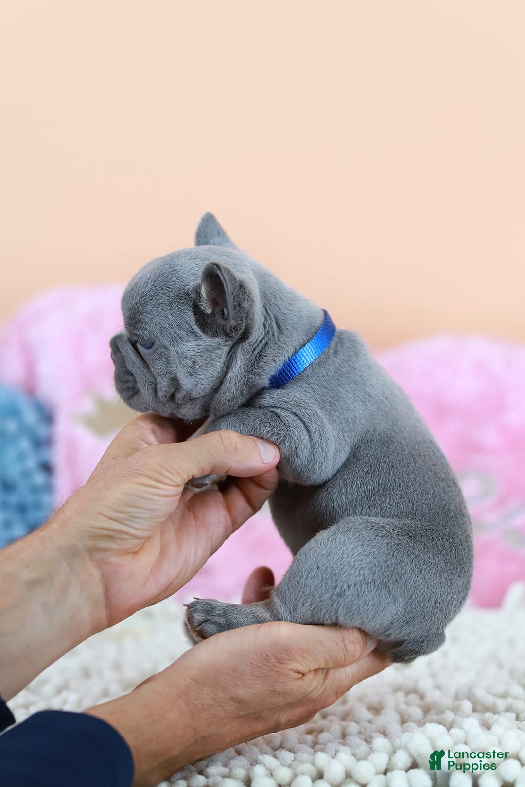 French Bulldog dogs for sale: Dylan - Image 5