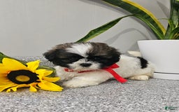 Shih Tzu dogs for sale: Charming Chase ❤️ - Image 1