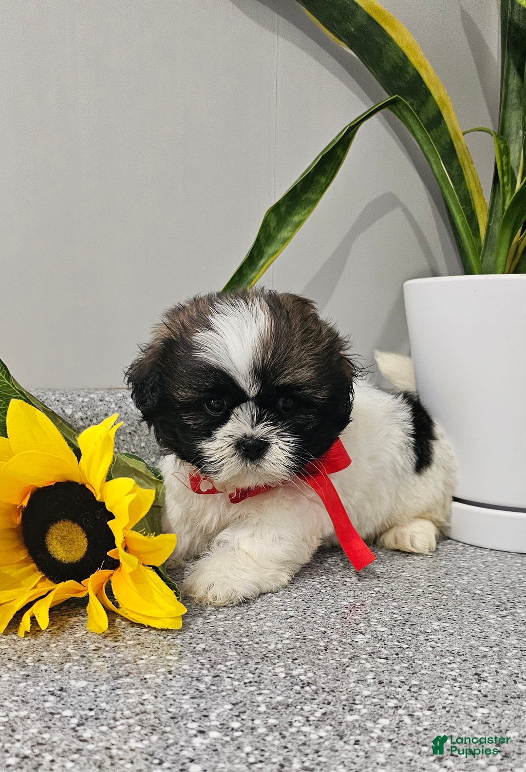 Shih Tzu dogs for sale: Charming Chase ❤️ - Image 1
