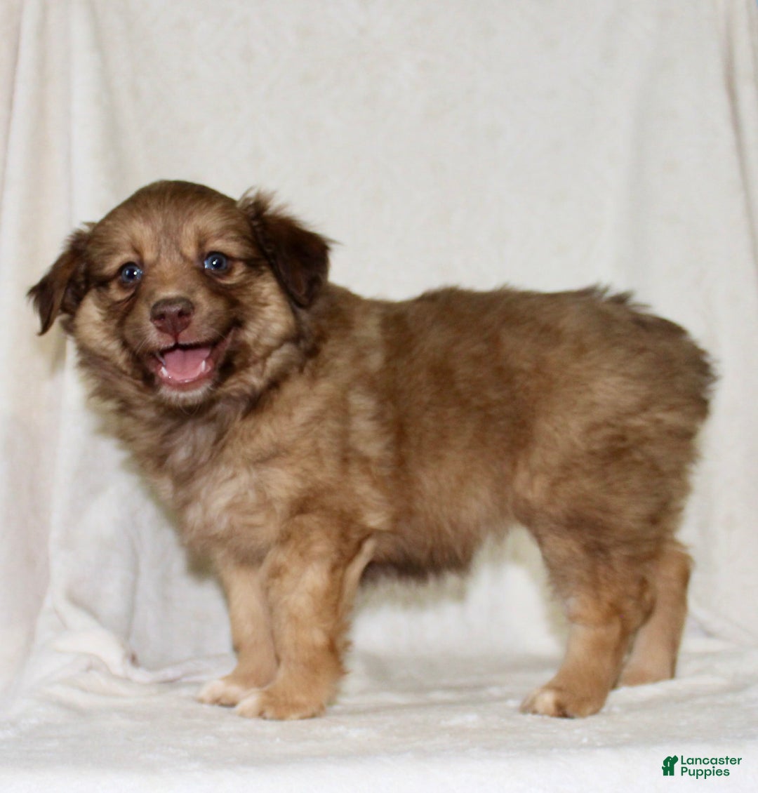 Australian Shepherd dogs for sale: Sandra - Image 1