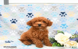 Cockapoo dogs for sale: Daisy - Image 4