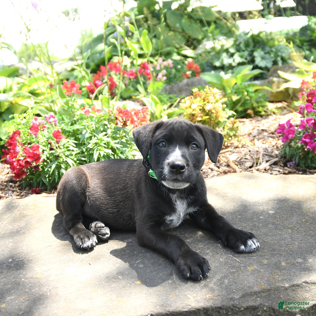 Australian Cattle Dog dogs for sale: Mickey - Image 2