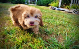 Havapoo dogs for sale: Kewtie - Image 10