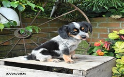 Miniature Australian Shepherd dogs for sale: Farrah - Image 3