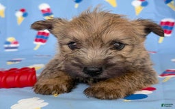 Cairn Terrier dogs for sale: Elvis - Image 3