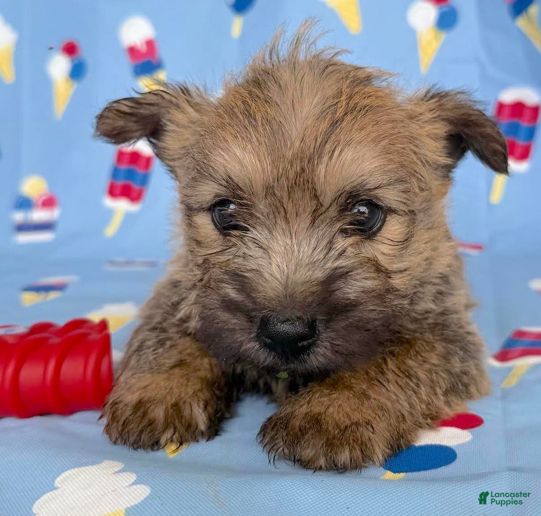 Cairn Terrier dogs for sale: Elvis - Image 3