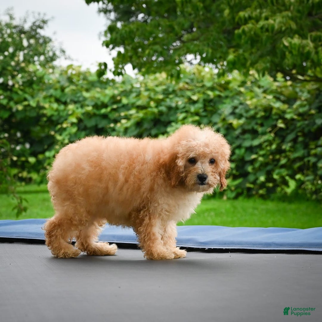 Cavapoo dogs for sale: Clyde - Image 11