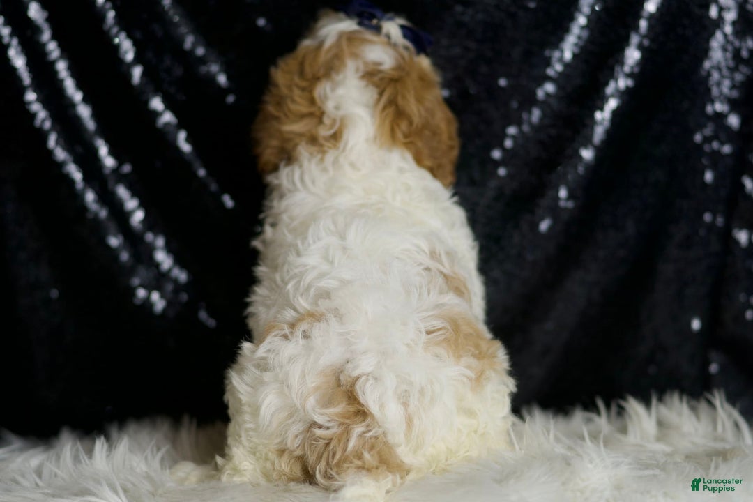 Cavapoo dogs for sale: Boink - Image 3