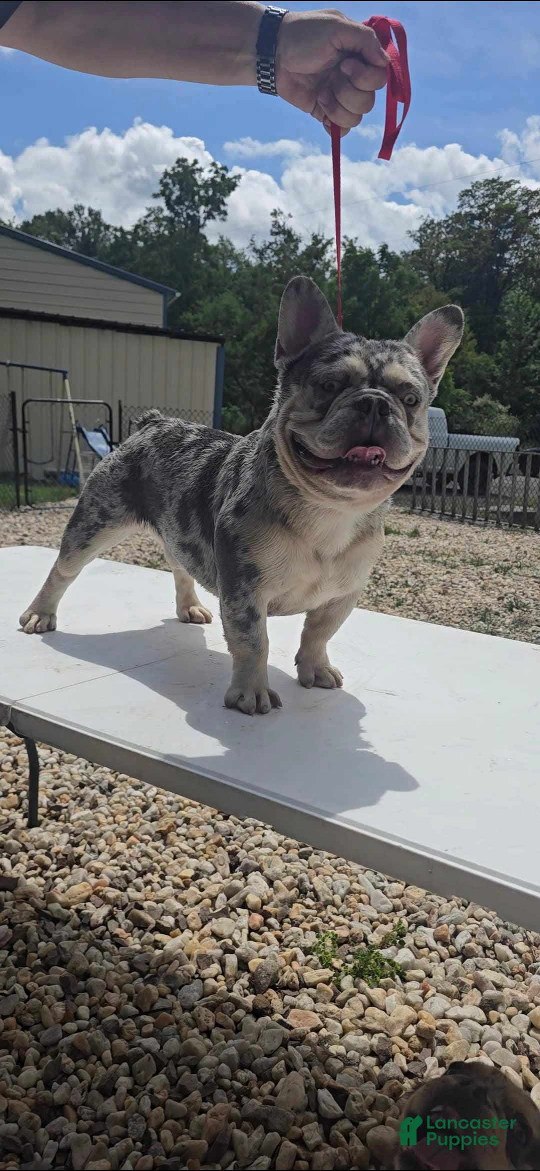 French Bulldog dogs for sale: Riot - Image 6