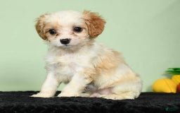 Cavachon dogs for sale: Marshmallow - Image 8