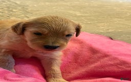 Goldendoodle dogs for sale: Queen Dassy - Image 2