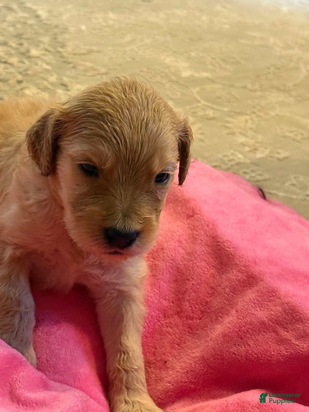 Goldendoodle dogs for sale: Queen Dassy - Image 2
