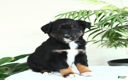 Australian Shepherd dogs for sale: Bristol - Image 1