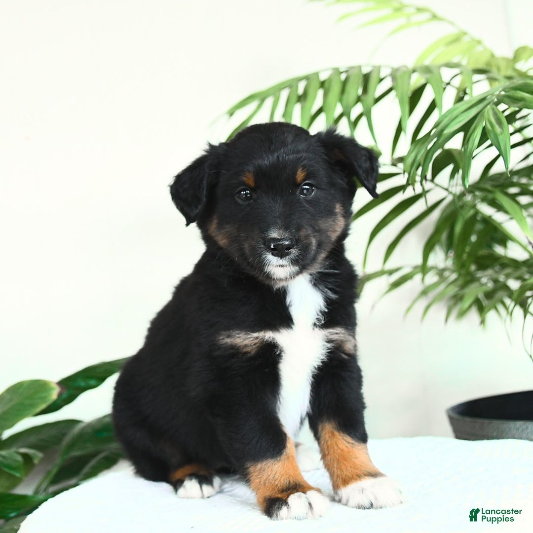 Australian Shepherd dogs for sale: Bristol - Image 1