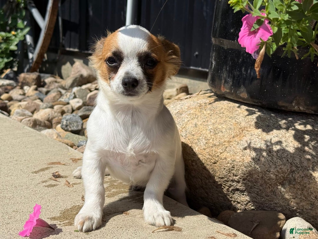 Chihuahua dogs for sale: Skeeter - Image 7