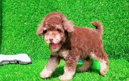 Maltipoo dogs for sale: Coconut - Image 4