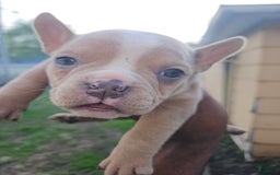 American Bully dogs for sale: France - Image 2