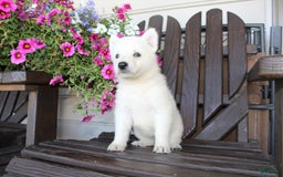 German Shepherd dogs for sale: James - Image 3