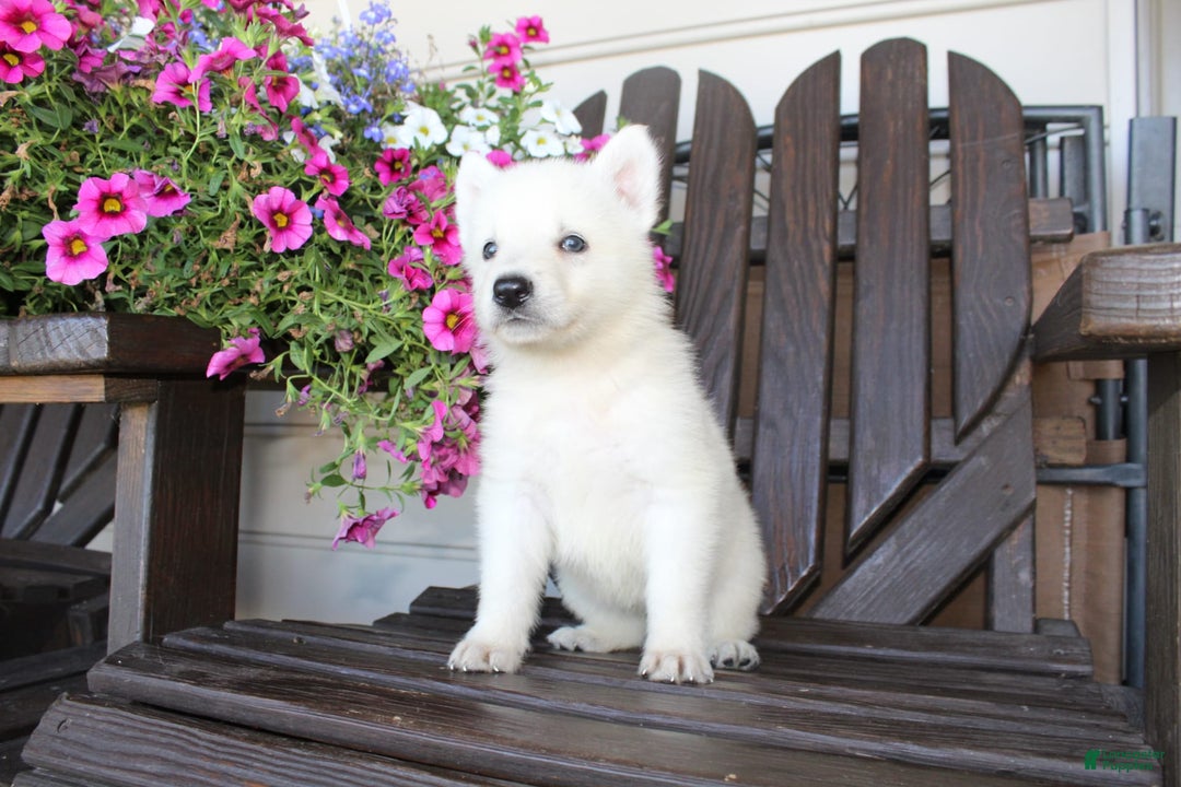 German Shepherd dogs for sale: James - Image 3