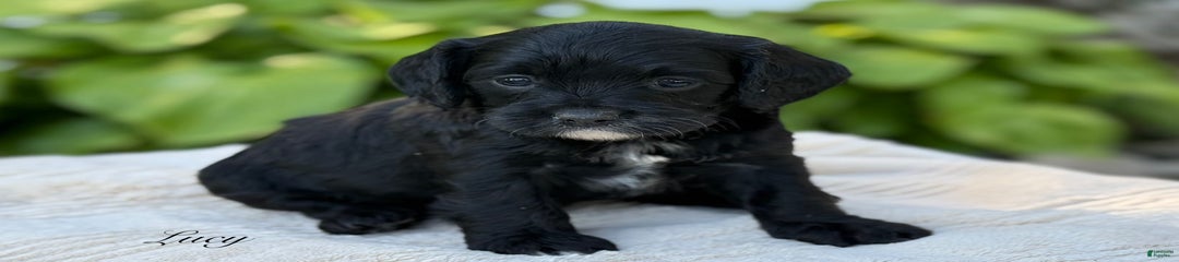 Lucy