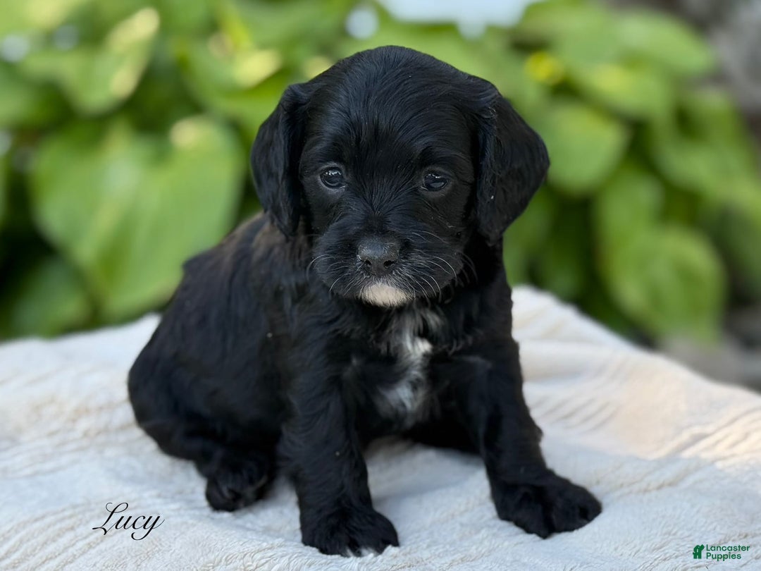 Cavapoo dogs for sale: Lucy - Image 25