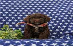 Cockapoo dogs for sale: Maverick - Image 3