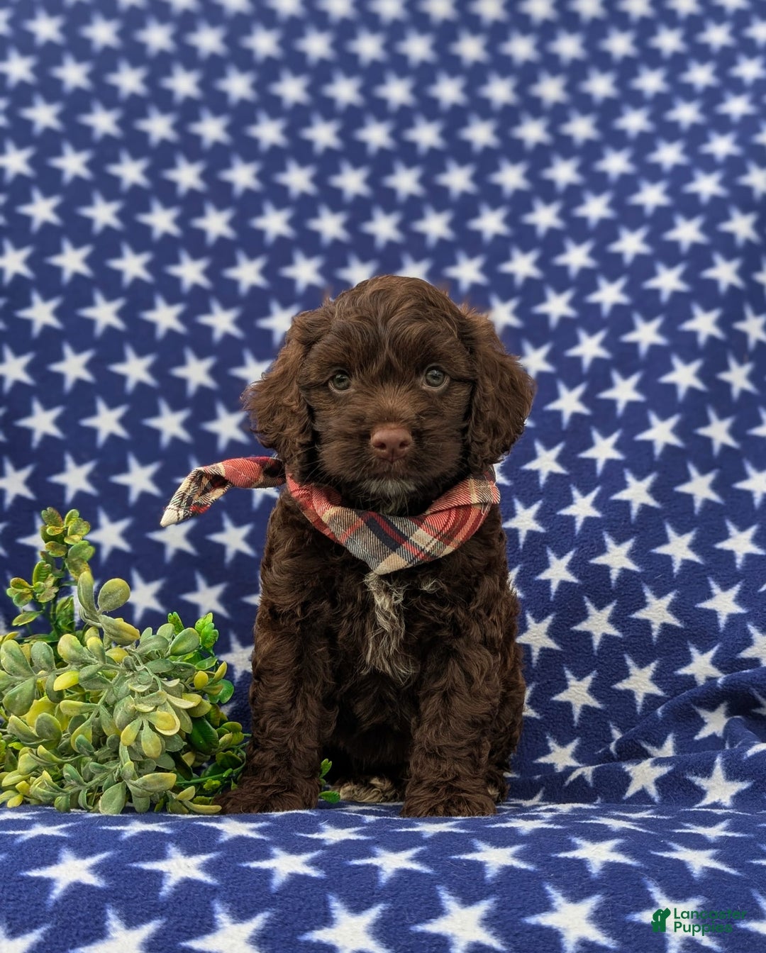 Cockapoo dogs for sale: Maverick - Image 3
