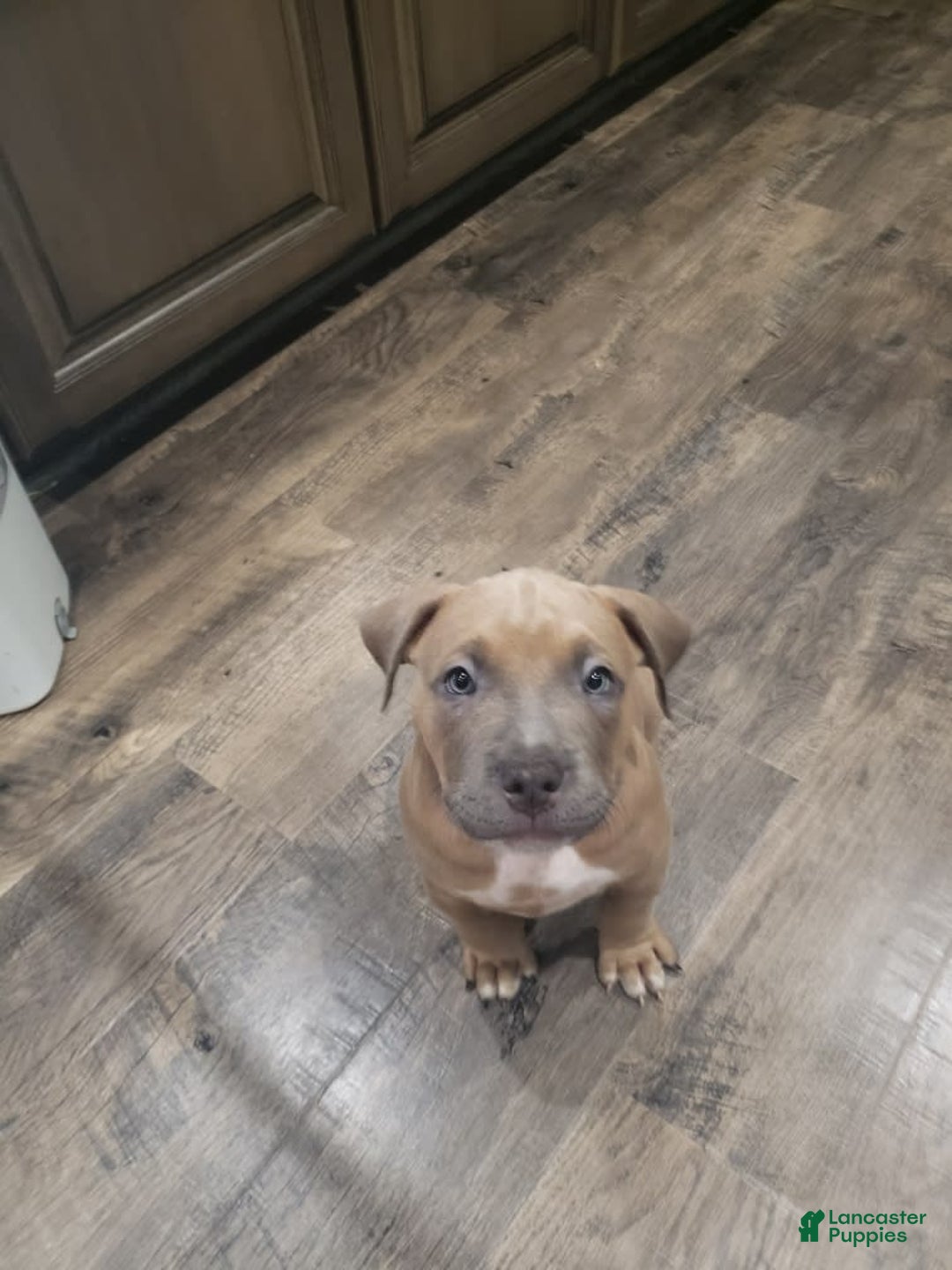 American Bully dogs for sale: Big Hoss - Image 136
